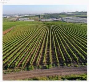Aerial view of Bazak Farms commercial plots
