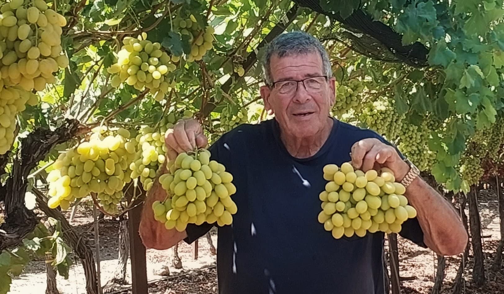 Hanan Bazak in the vineyard, holding two clusters of green table grapes