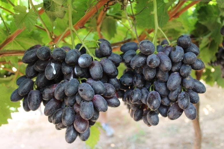 Aromatic black grape selection