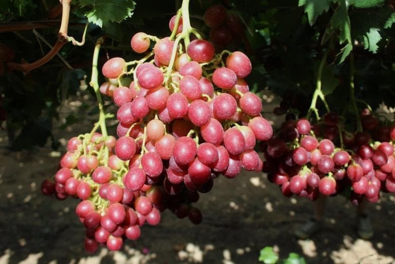 Aromatic red grape selection