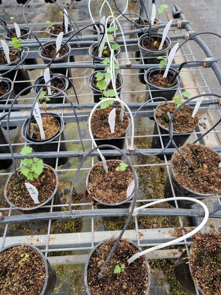 Hardening of rescued F1 hybrids