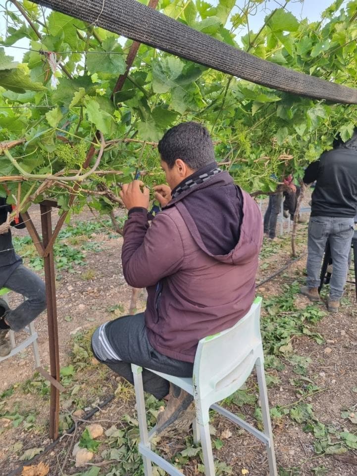 The team at work in the vineyard